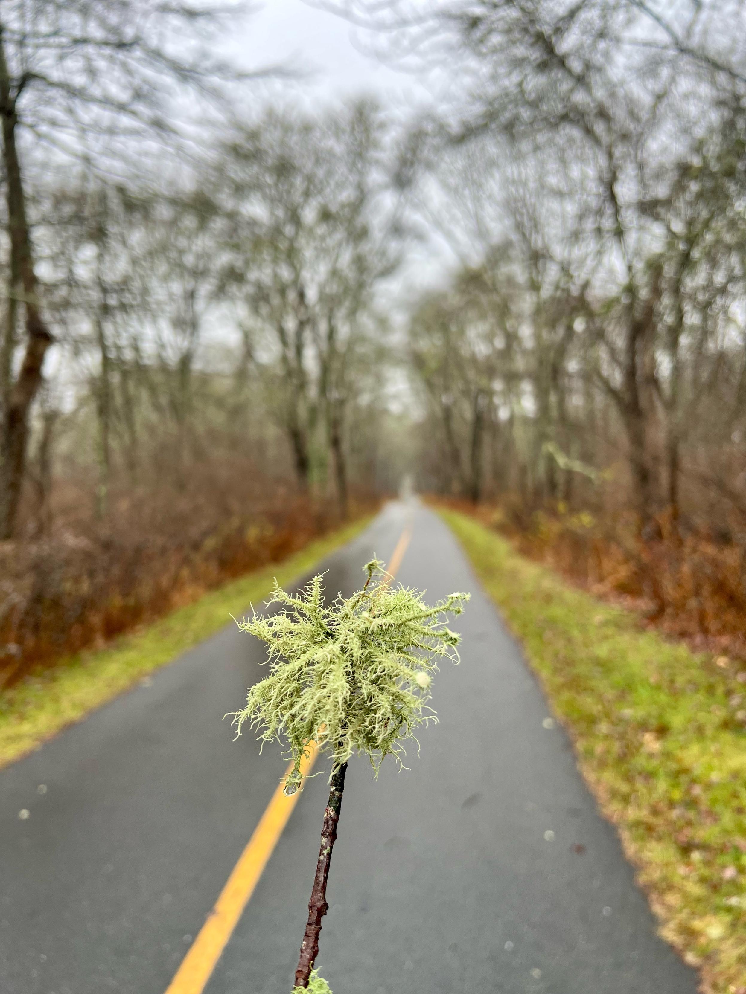 a path between the trees, a little moss on a stick