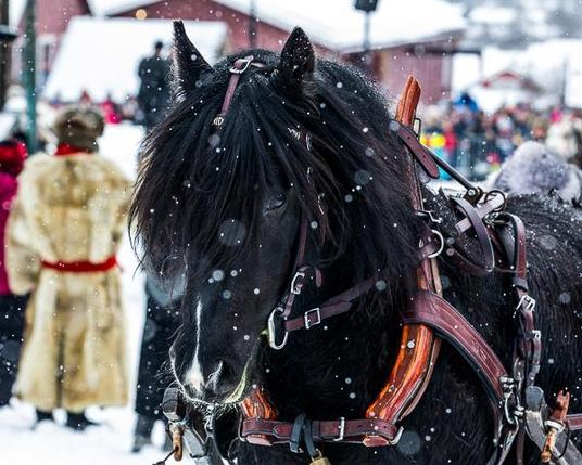 Horse in snow pulling sleigh in Norway