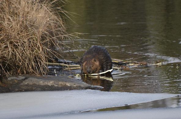 Beaver in Algonquin Park, Nov. 2025