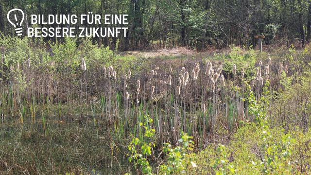 Tarmstedter Moor
kleiner Moorsee mit Gräsern und Wald im Hintergrund