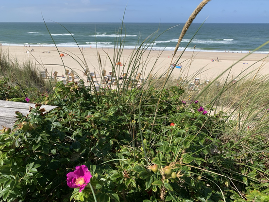 In den Dünen auf Sylt