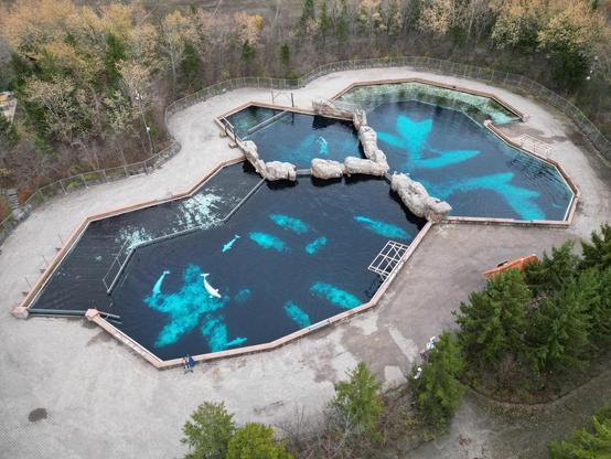 An aerial view of beluga whales at the now closed arctic cove exhibit at Marineland. The whales still circle the decaying pools.