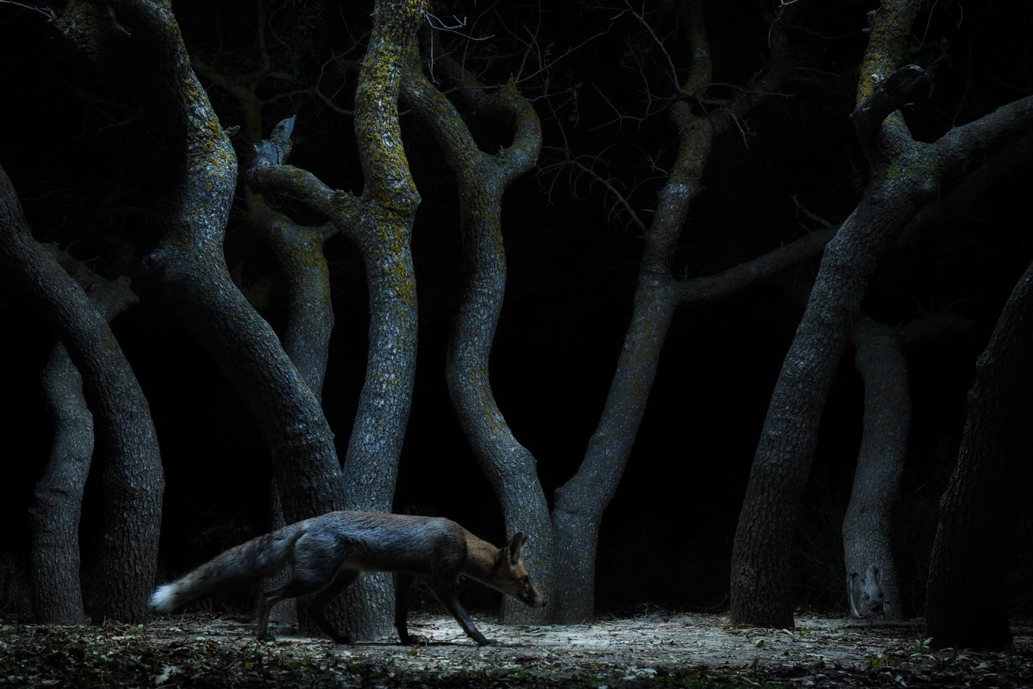 In a cluster of unusually shaped trees, the photographer sets soft lights using flashes and fabric to guide a fox into view.