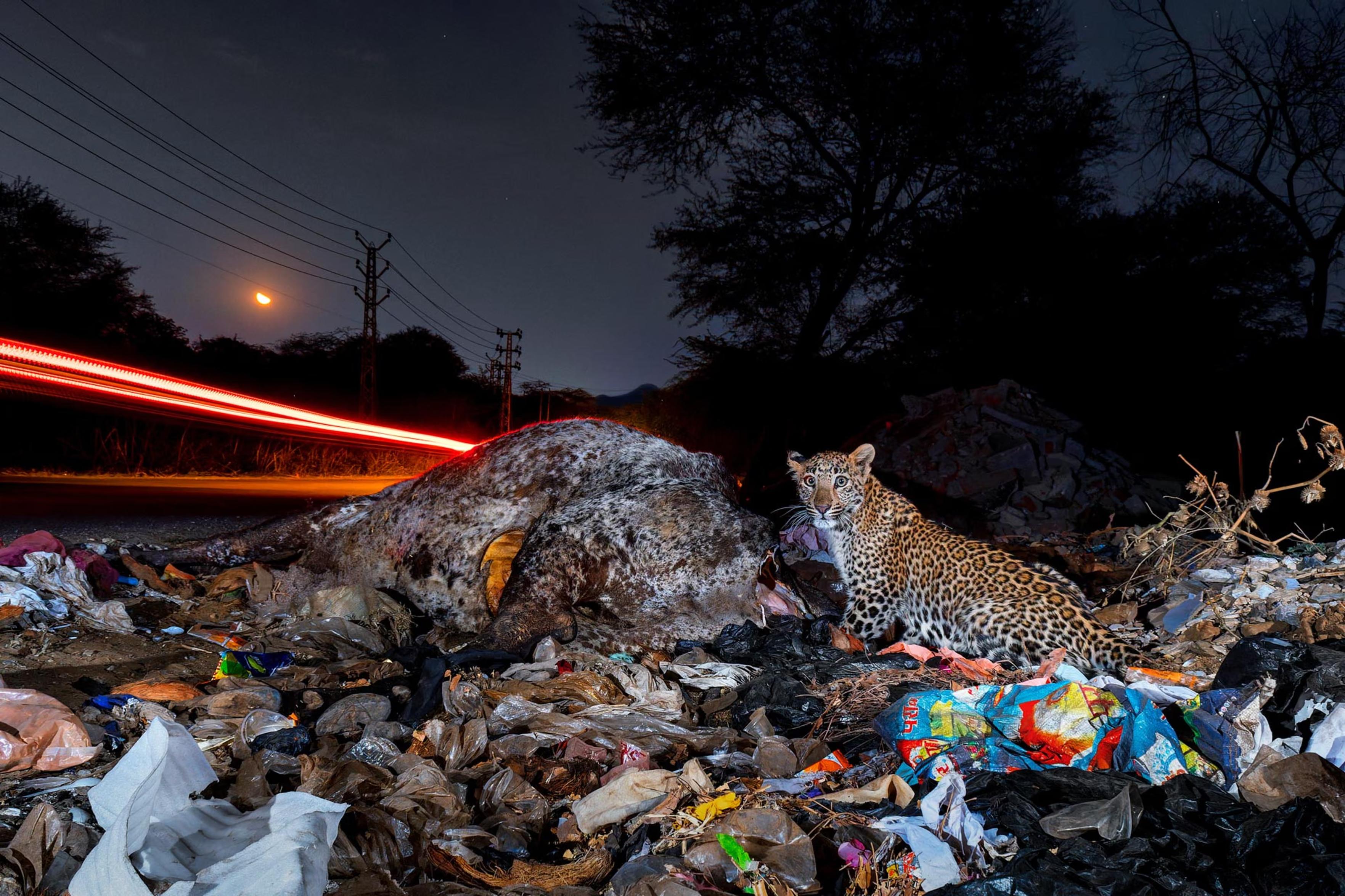 A young leopard feeds on a cow carcass beside rubbish and fast-moving traffic.