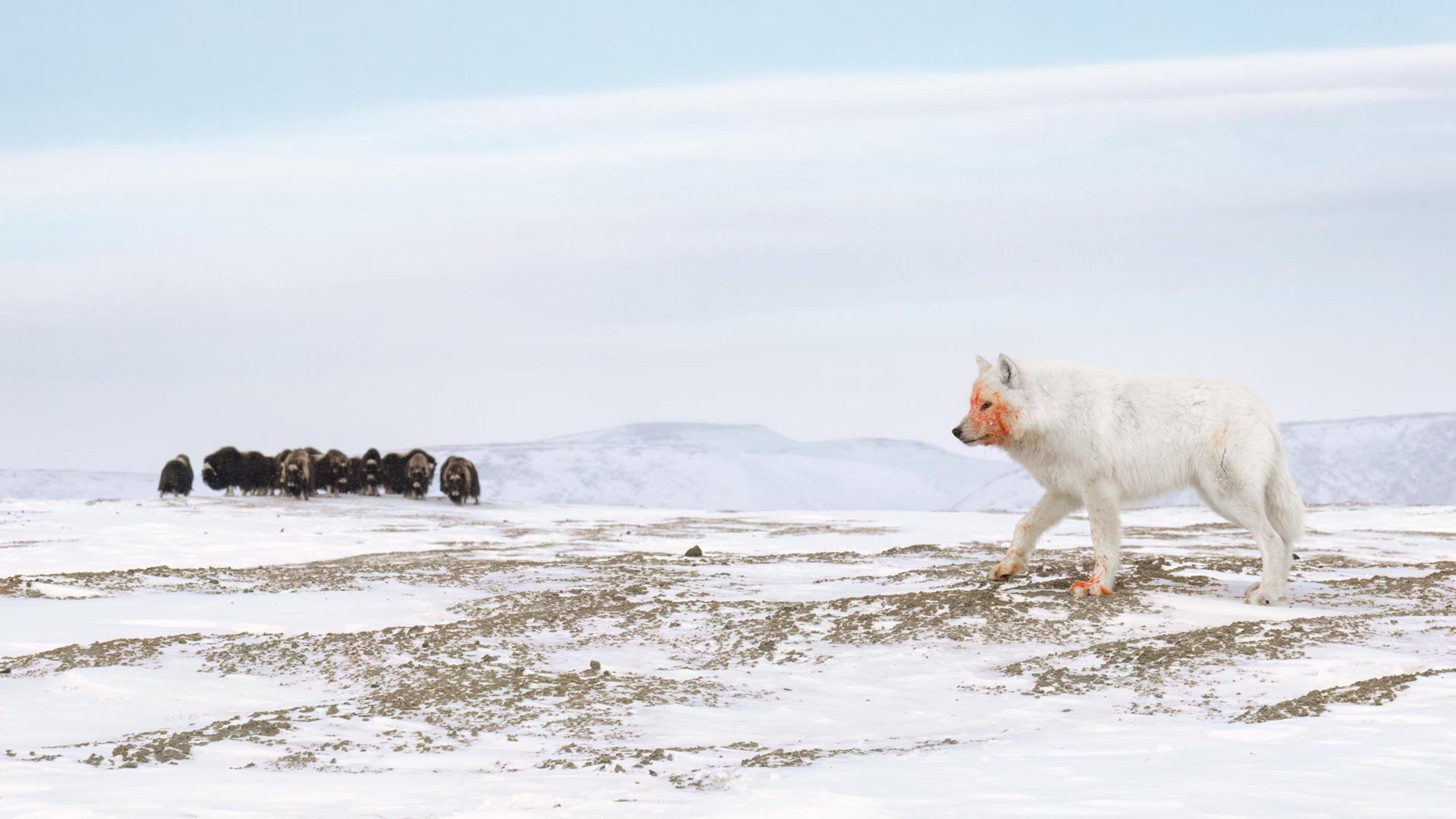 An Arctic wolf shows signs of a recent hunt as a muskox herd forms a defensive circle, horns facing out to guard their calves.