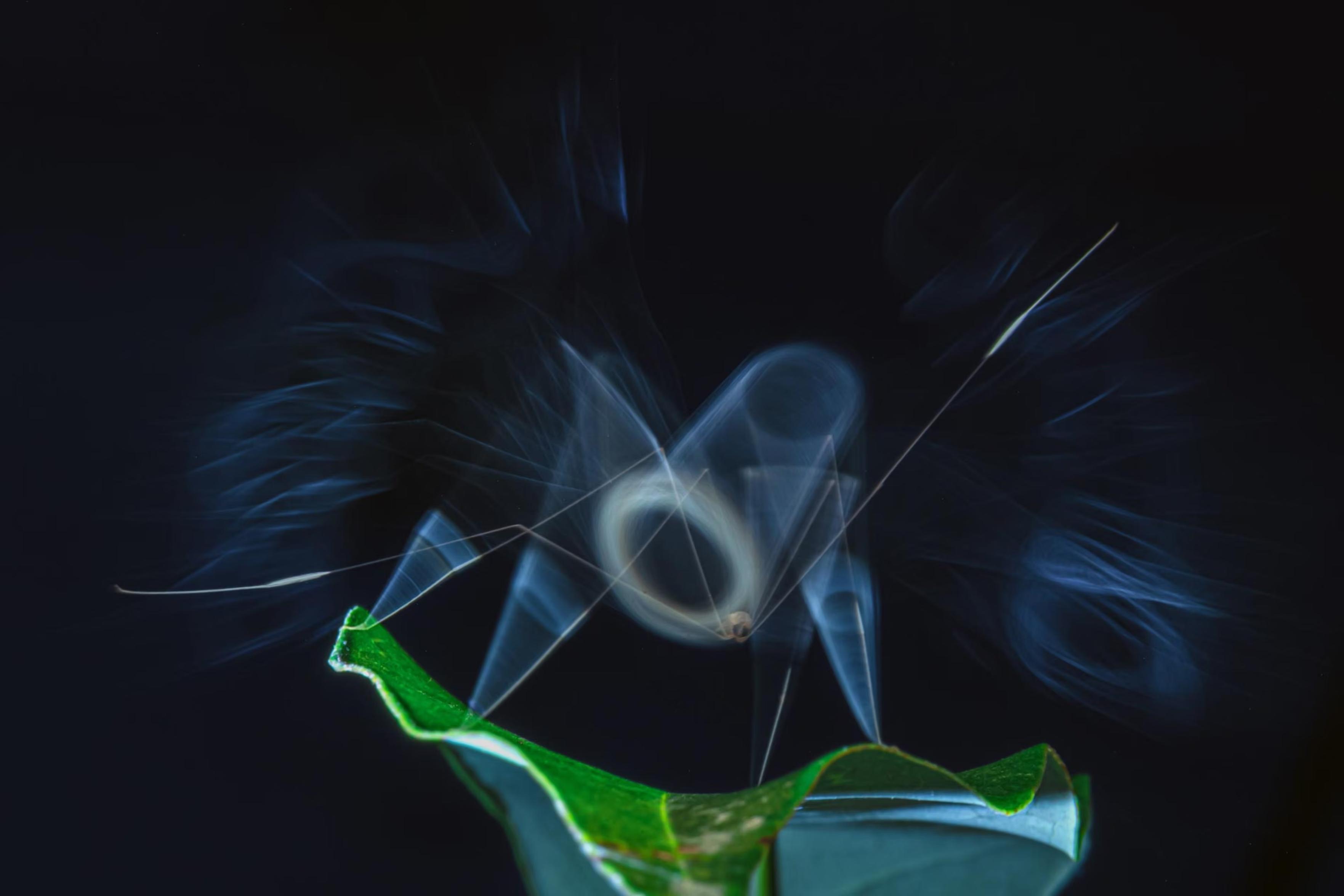 A cranefly settles on a thin leaf. Using a steady mobile light to trace its motion and a speedlight from another angle to freeze its body, the photographer captures the insect sharply while its delicate legs glow in a soft blue aura.