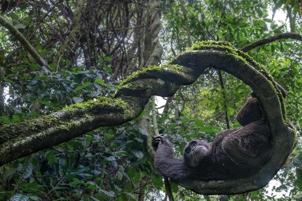 In the forests of Uganda, a young male chimpanzee lounges effortlessly on a twisted vine.