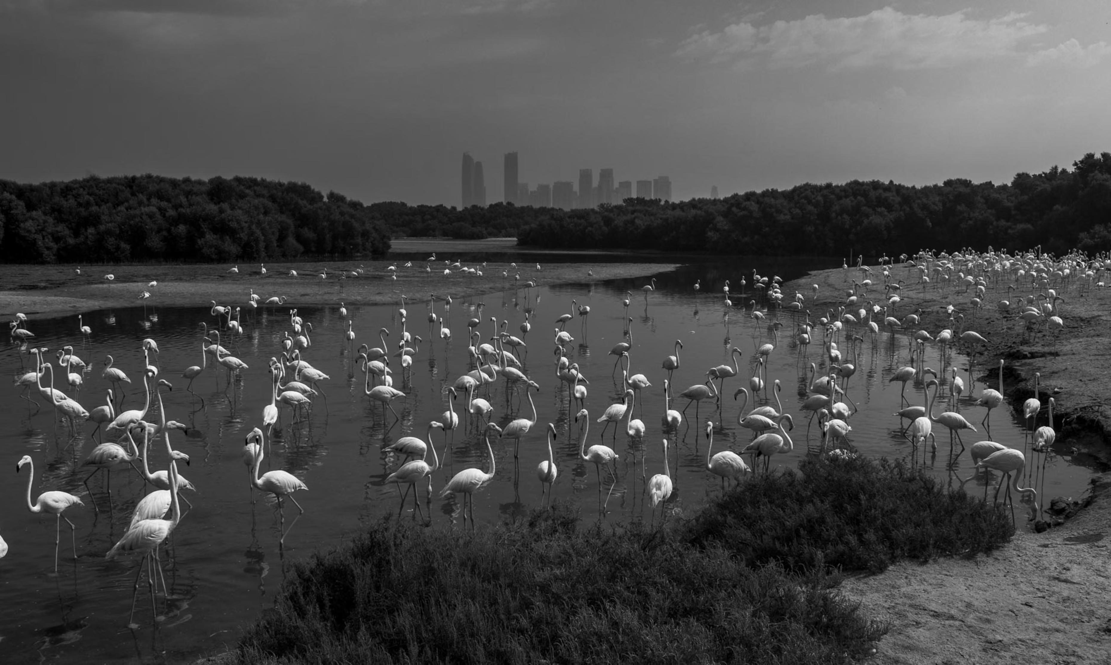 Flamingos feed peacefully within view of Dubai’s towering skyline. B&W.