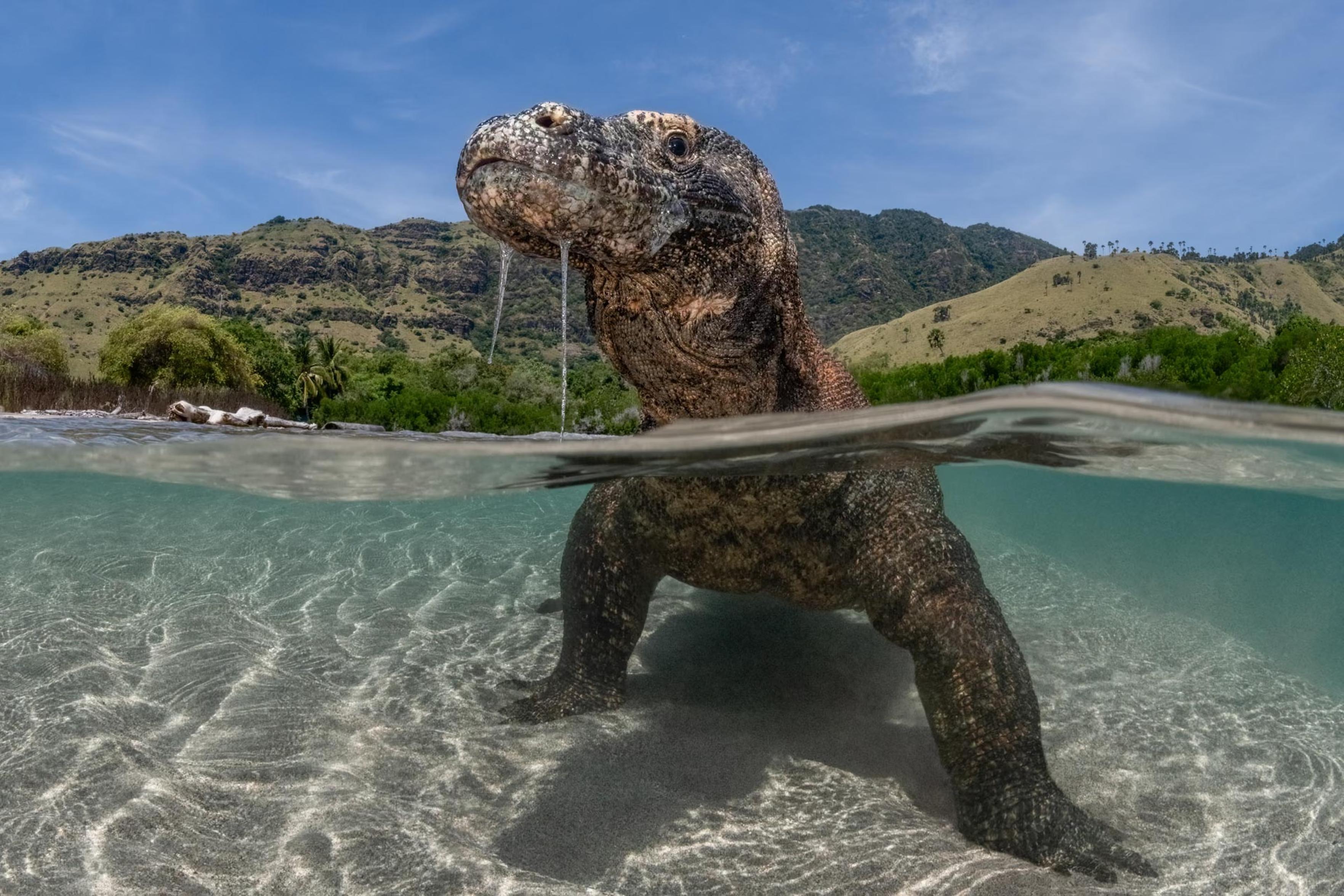 A Komodo dragon resting in shallow coastal water.