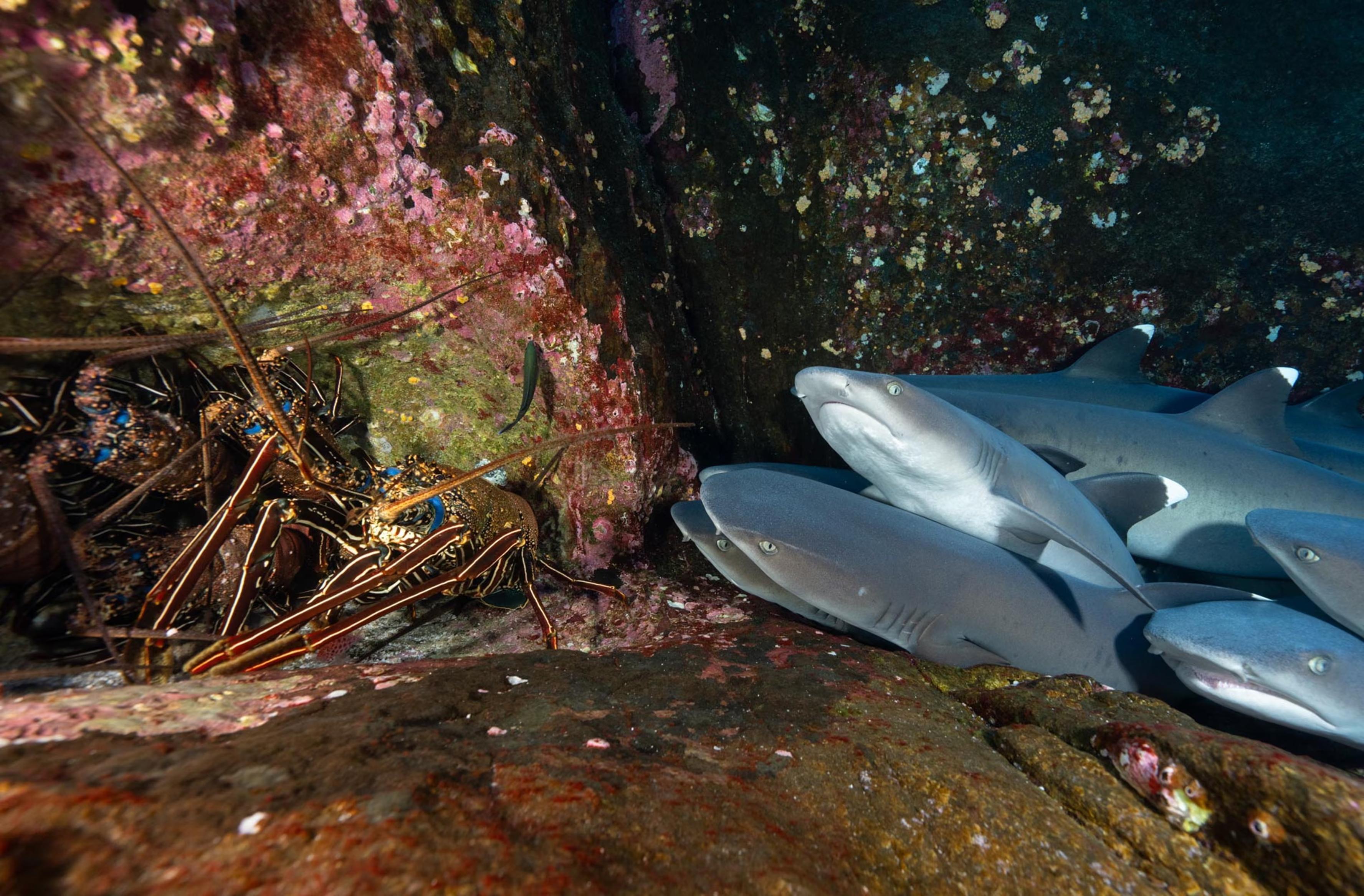 In a rocky crevice, Caribbean spiny lobsters gather on one side while resting whitetip reef sharks occupy the other.