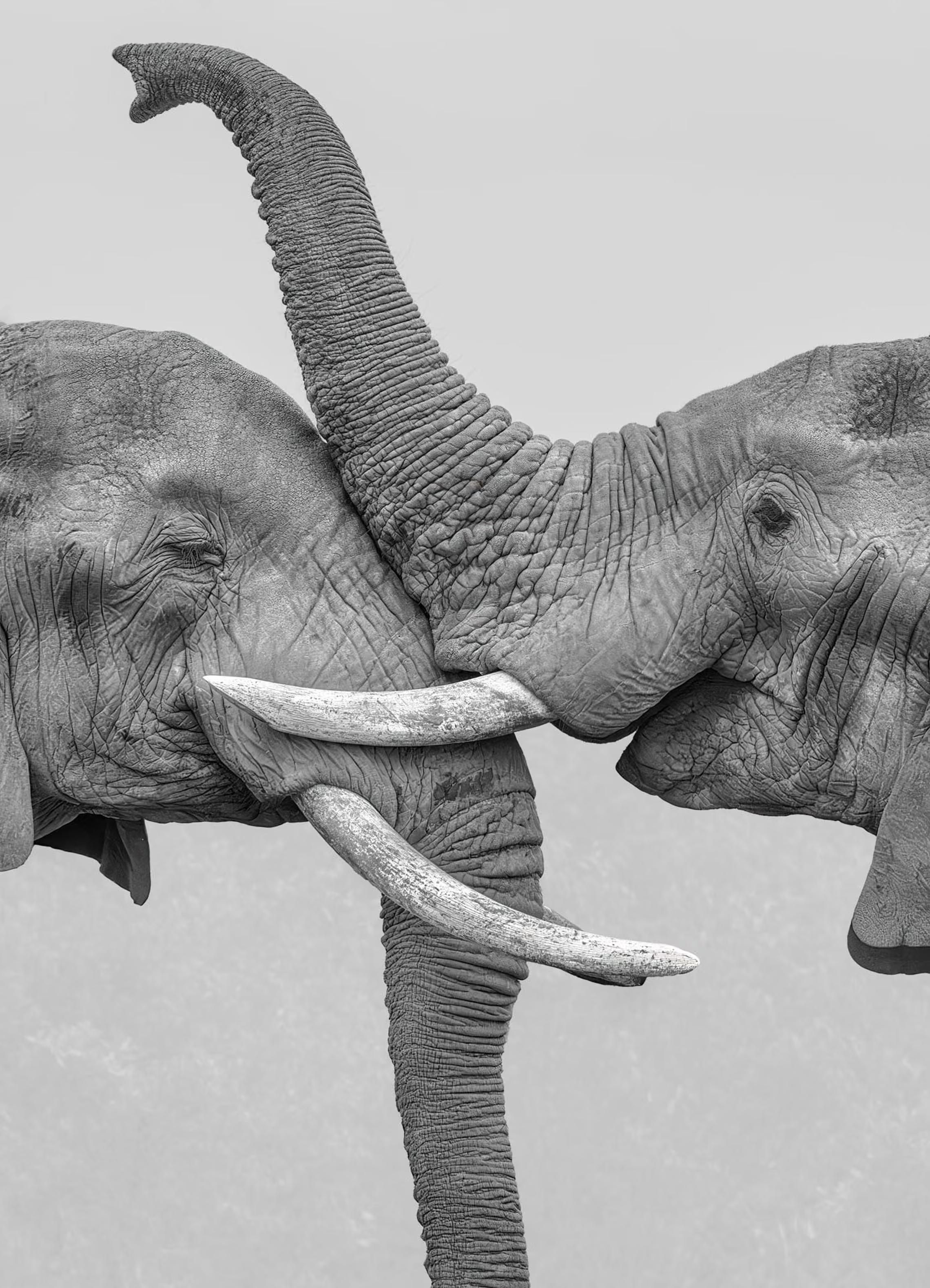 In the Maasai Mara, two elephants intertwine their trunks in a gentle moment of play. The black-and-white frame accentuates the texture of their skin and their shared quiet connection.