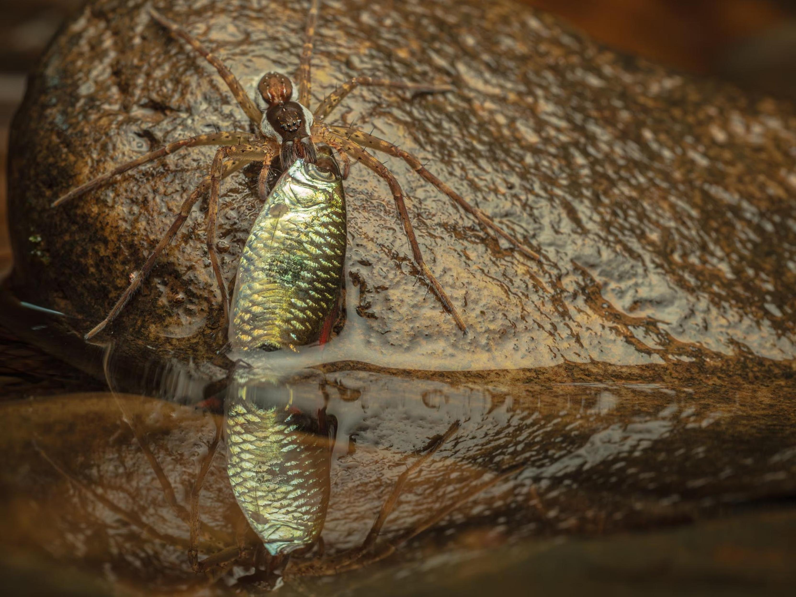 A fishing spider rests at the edge of a water, holding its freshly caught fish.