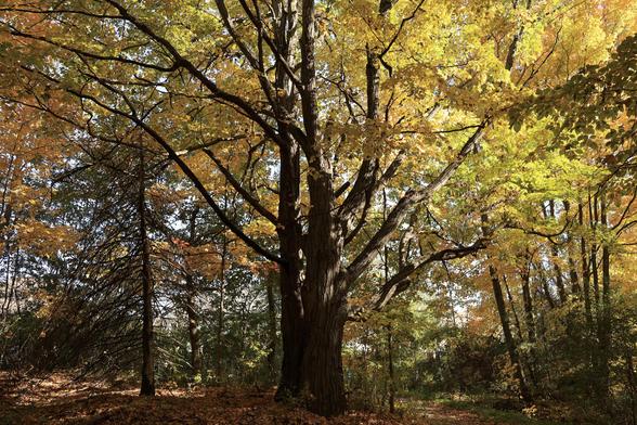 This is an autumn season photo taken in landscape format of a mature deciduous tree with leaves in beautiful colour.  The tree's truck is large and it's branches rise majestically upward and outward. The leaves range in colour from yellow to orangish. The sunlight on this day produced a backlighting effect so the colours really "pop".  It was taken during a hike in a mature forested area. Many fallen leaves cover the ground as well as the trail's surface. Shadows from the branches can be seen on the ground. The frame is filled with the tree's branches with only glimpses of the sky coming through.