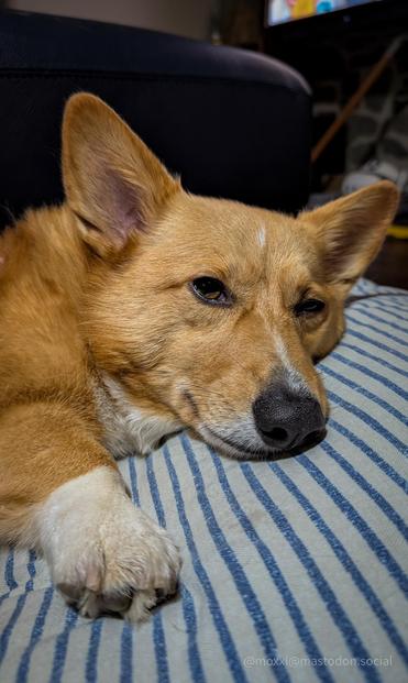 Moxxi the corgi is pictured close up on her dog bed. She's laying down and she's looking very tired. Her front paw is stretched out a little bit.