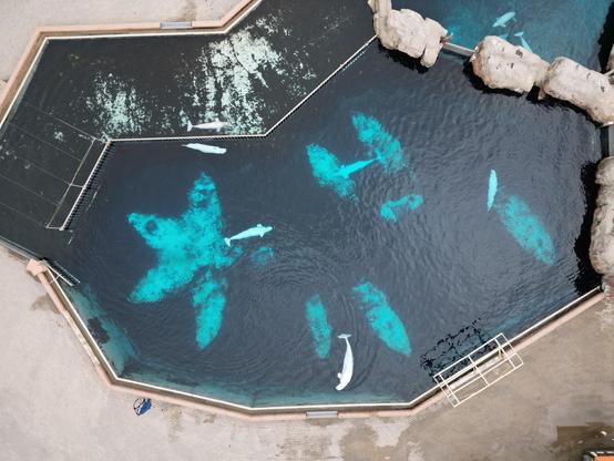 Beluga whales  circle their cramped decaying pools.