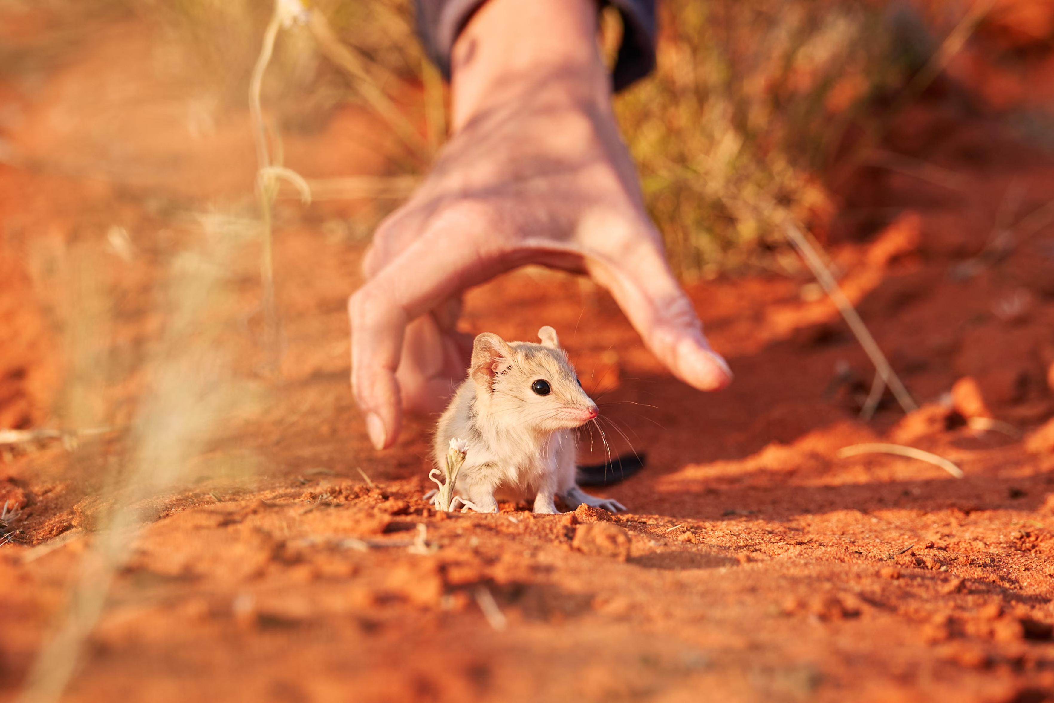 A scientist releasing a native mulgara.
A group of scientists have entered into a bold project to see if small marsupials can train themselves to survive alongside the cats that drove their species almost to extinction.
