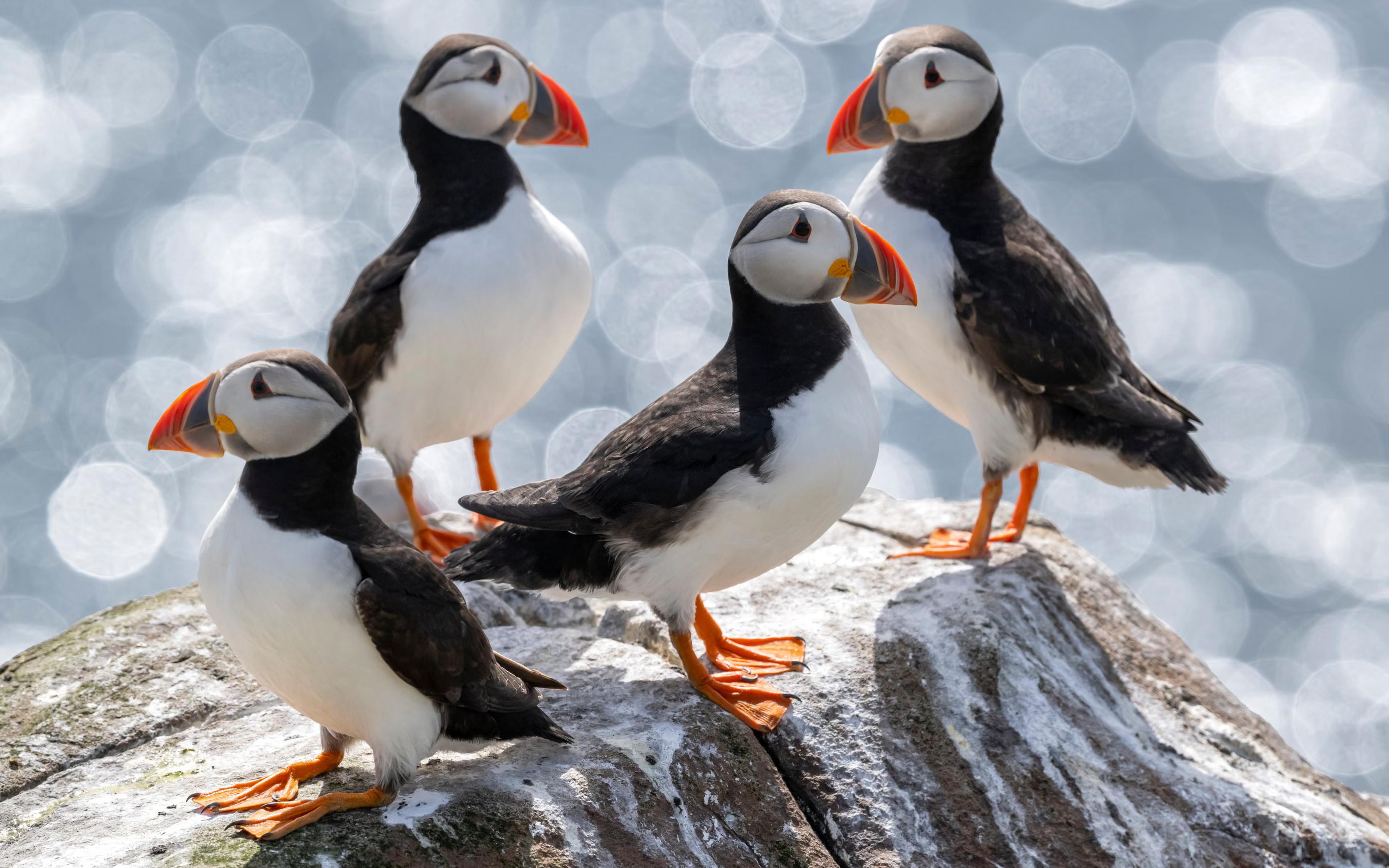 Puffins on the Farne Islands, Northumberland, UK.
Photograph: National Trust Images/Rachel Bigsby/Rachel Big/SWNS