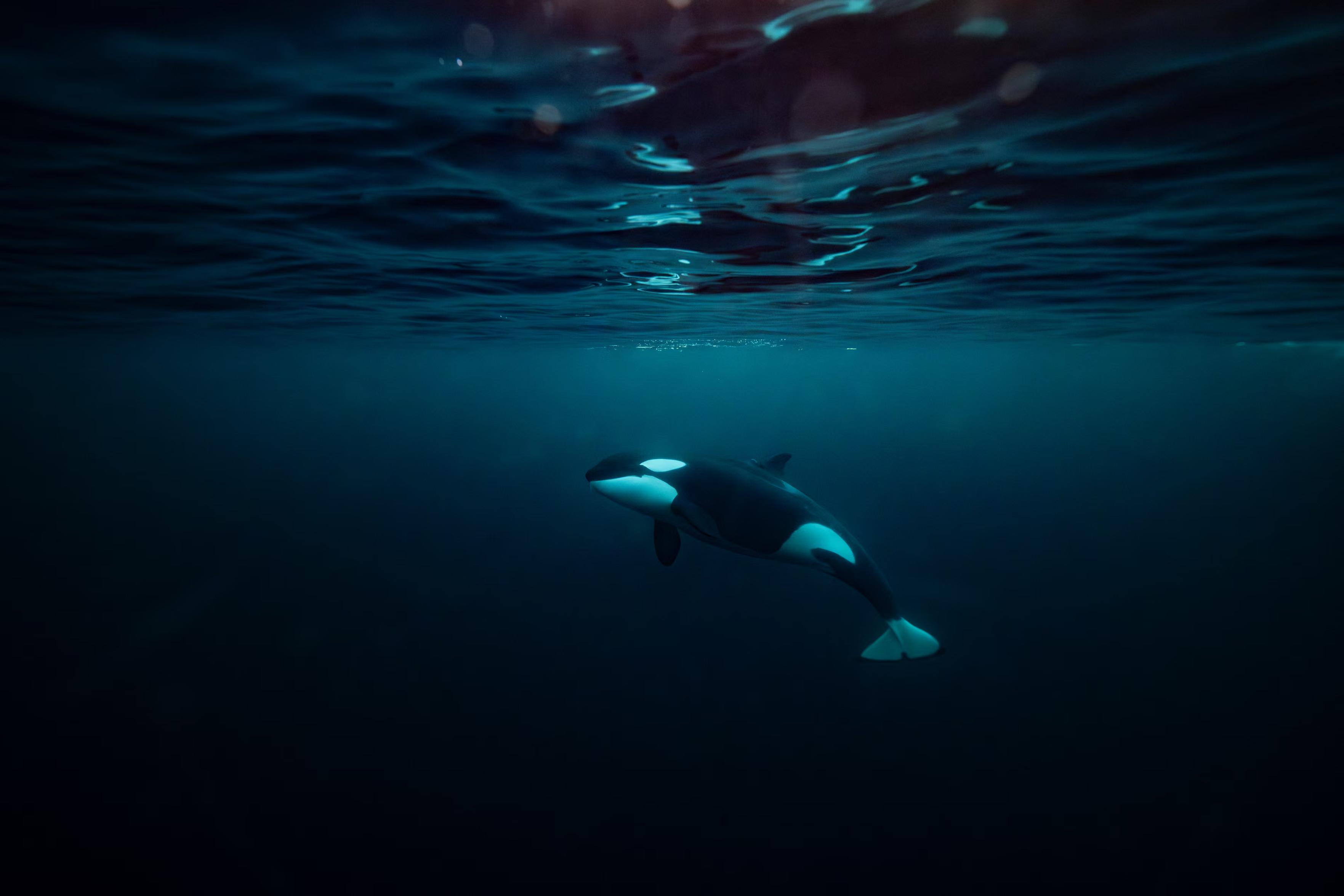 An orca chases a baitball of herrings.