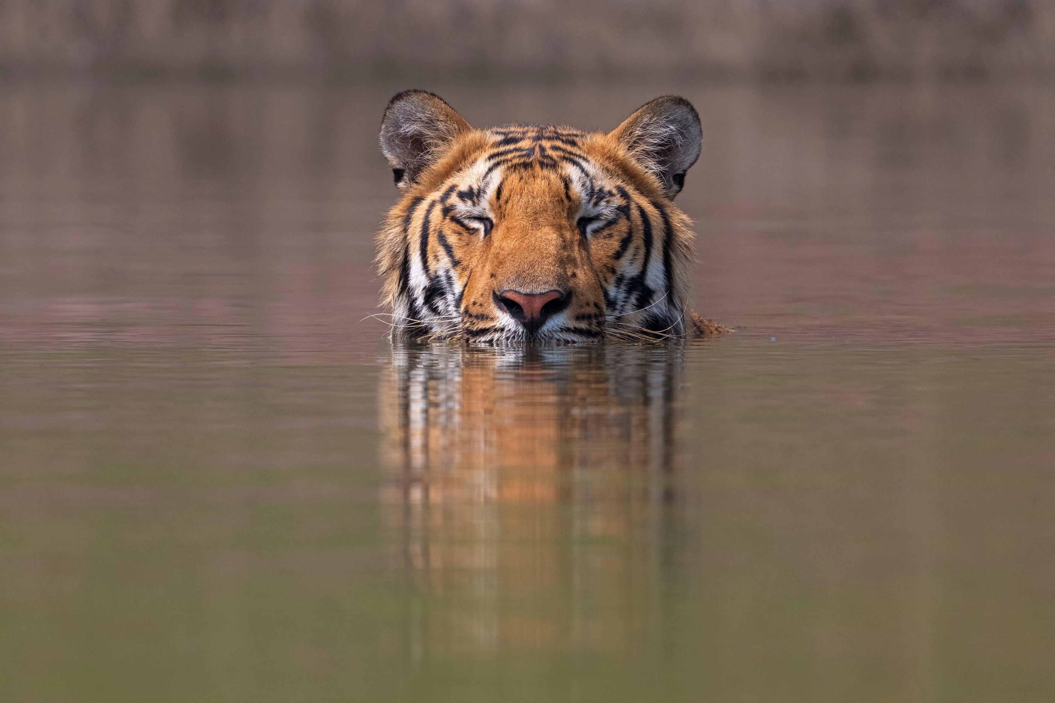 A tiger cools down in water.