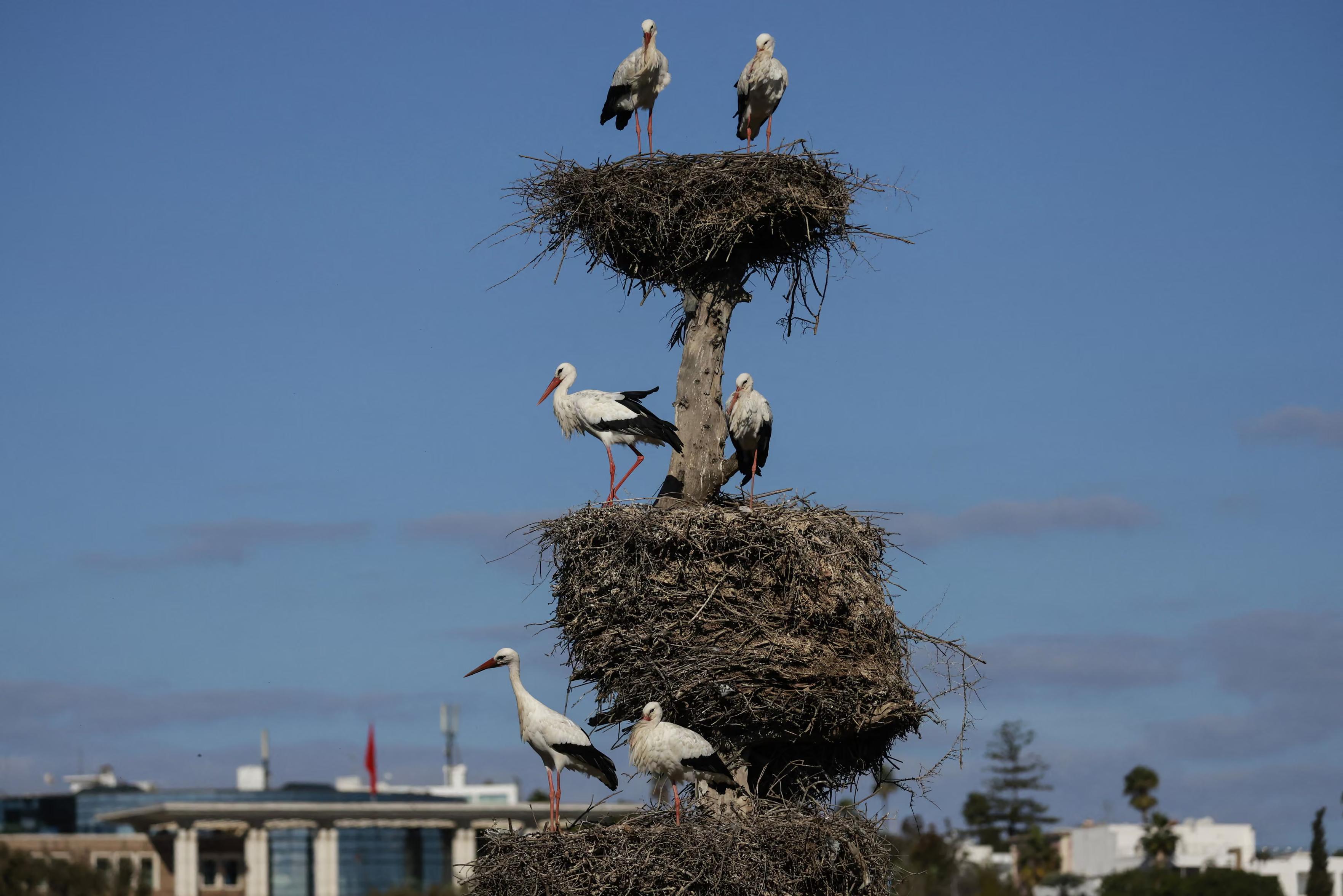 White storks in their nests.