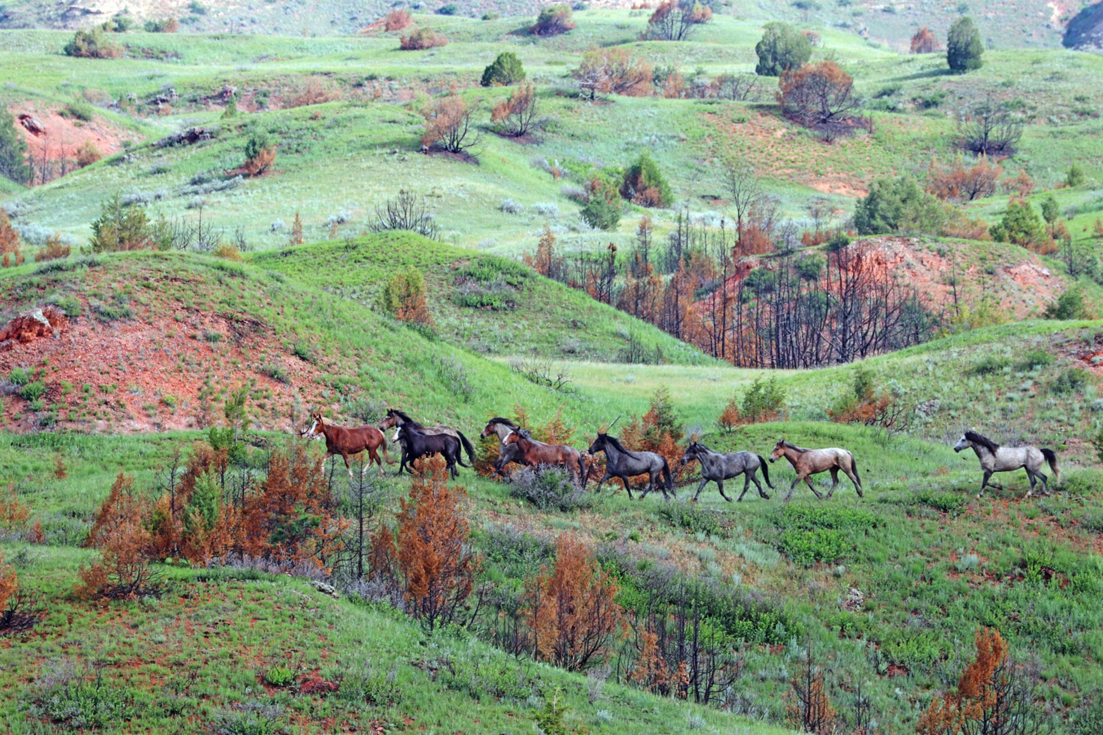 Wild horses crossing rolling green hills.