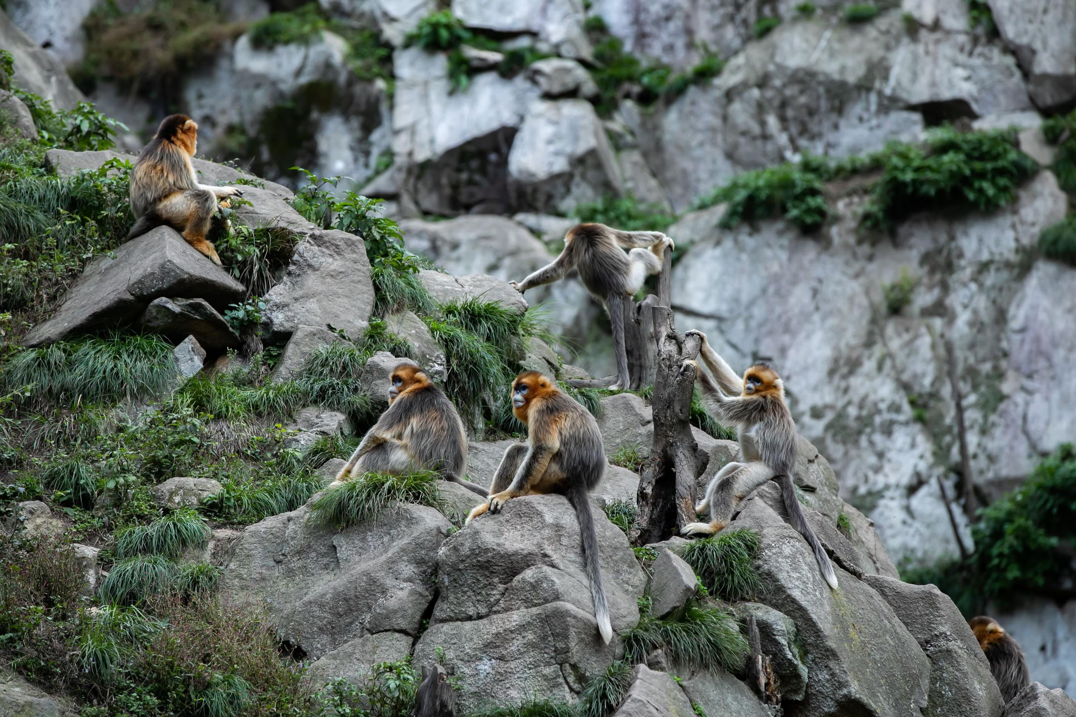 Sichuan golden snub-nosed monkeys on the rocks.