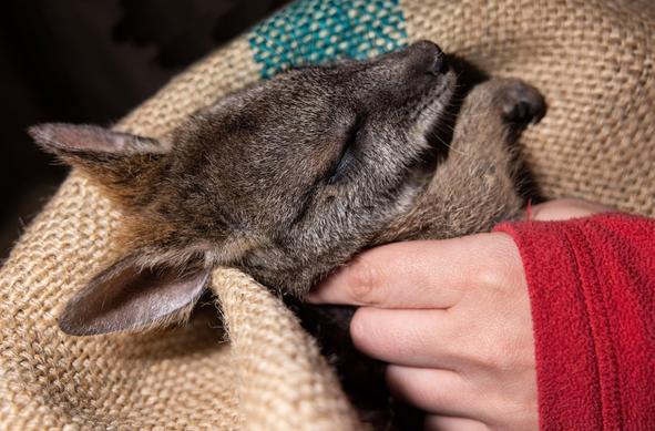 An endangered Parma Wallaby is held as it comes out of sedation after getting a full health check and is micro chipped.