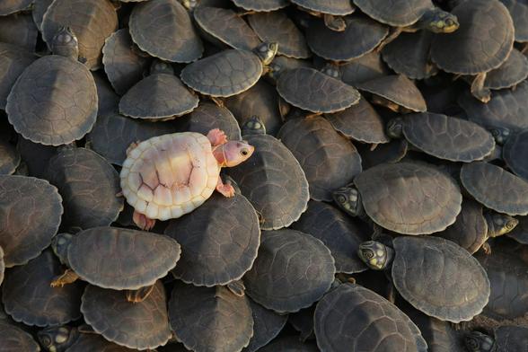 An albino turtle hatchling sits among other Arrau turtles.