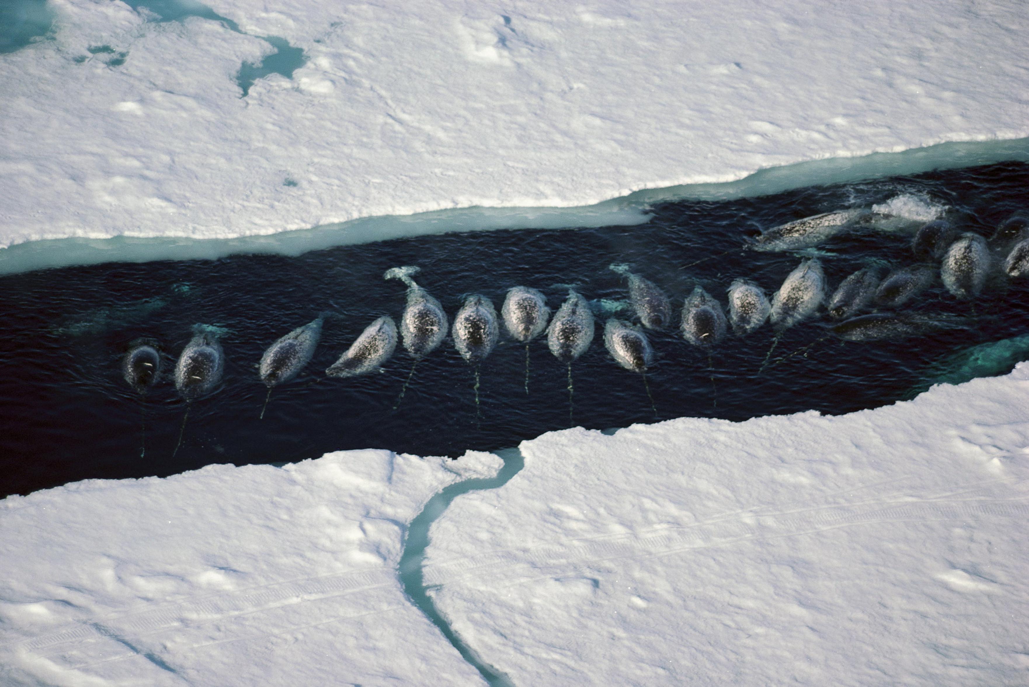 Narwhals in ice break.