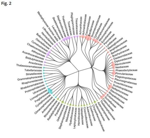 Taxonomic tree of Diat.barcode v12. Hierarchical relationships of families according to their parent taxonomical links are represented. Size of bubbles gives the number of sequences in the corresponding families. Colors correspond to Classes: purple: Mediophyceae, red: Bacillariophyceae, green: Coscinodiscophyceae, blue: Fragilariophyceae.