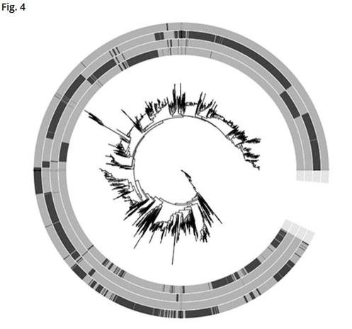 Ecological guild distribution in the phylogeny (based on rbcl). Black color corresponds to a sequence belonging to an ecological guild. From inner to outer circle: high-profile, low profile, motile, planktonic.