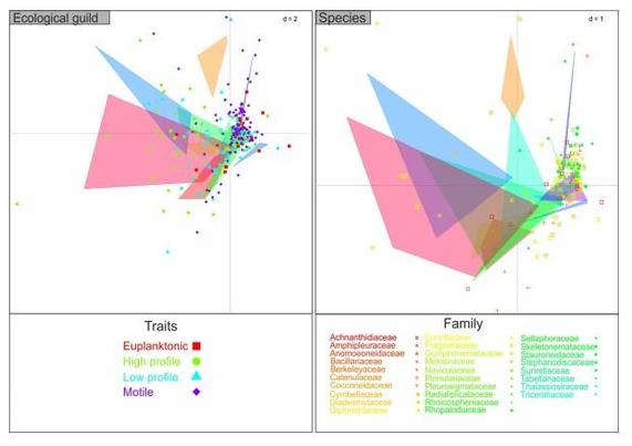 Ordination biplots for Mainland France obtained from symmetric co-correspondence analysis (sCoCA). Ecological guilds are displayed in the left panel and species in the right panel. To improve the interpretation of the plots, species are colored based on their family and polygons represent the sampling sites from which they were sampled, regardless of their identification.