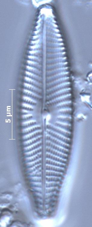 Navicula photo F Rimet