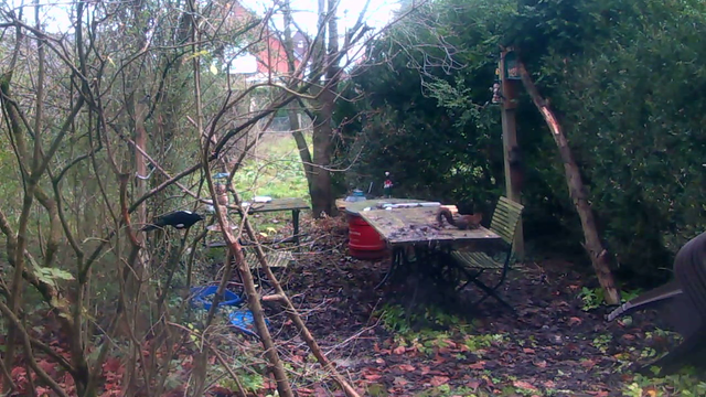 Webcam Screenshot of a untidy terrace with a squirrel on a table, another climbing a post, bird feeders and a magpie feeding on one.