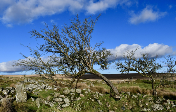 A bent hawthorn tree in a mine working wall.