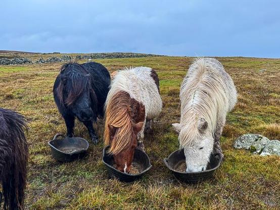 Shetland ponies eating breakfast
