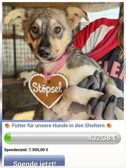 Eine Volontärin hält den jungen, hellbraun-grau gefleckten Hundewelpen Stöpsel im Arm. Er trägt ein rosa Halsband mit einem herzförmigen Lebkuchen-Anhänger, auf dem in weißer Schrift der Name "Stöpsel" steht.
Die Volontärin, die den Welpen hält, ist nur teilweise sichtbar. Man erkennt einen Arm und eine Hand, die den Hund Stöpsel von unten stützt. Die Person trägt einen roten Ärmel und eine dunkle Jacke oder Pullover, möglicherweise in Grau oder Schwarz. An der Hand sind schwarze Handschuhe oder Fäustlinge mit grauen Details zu sehen.
Die Umgebung ist unscharf, ein Kennelgitter und etwas Holz vom Dach sind gerade noch erkennbar.
Unter dem Bild ist unser Spendenbanner der momentan einen Betrag von 432,38 Euro anzeigt. In kleiner Schrift darüber steht Futter für unsere Hunde in den Sheltern.