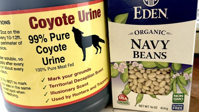 Huge bottle of 99% pure coyote urine next to a package of Eden organic navy beans🍸😹