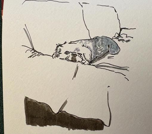 A drawing of a dog napping on a couch.