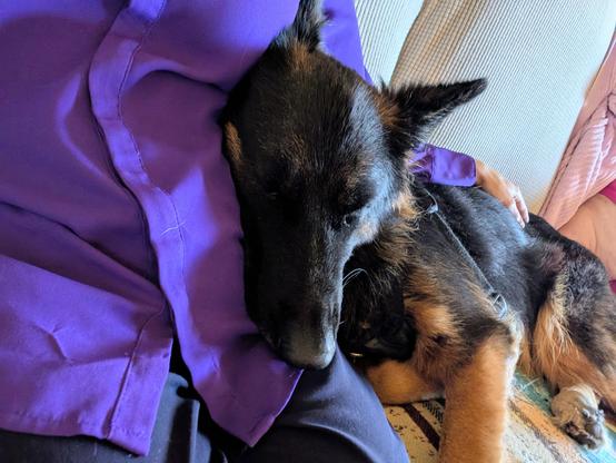 A long haired German shepherd asleep with her head on my torso 