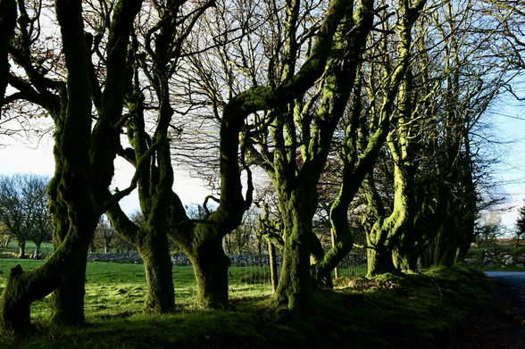 A row of gnarled tresses.