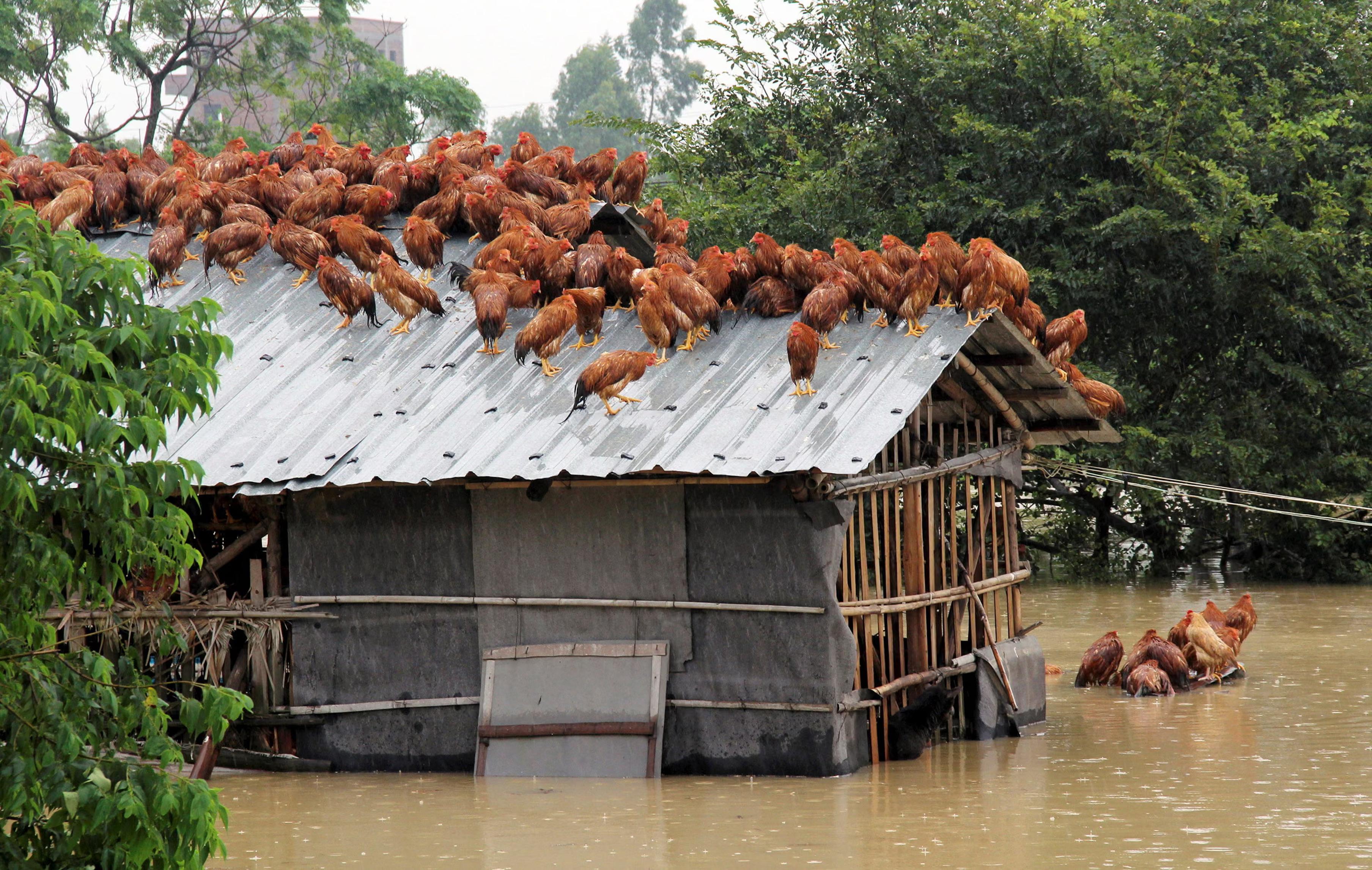 Chicken perch on the roof of a henhouse to escape flood waters.