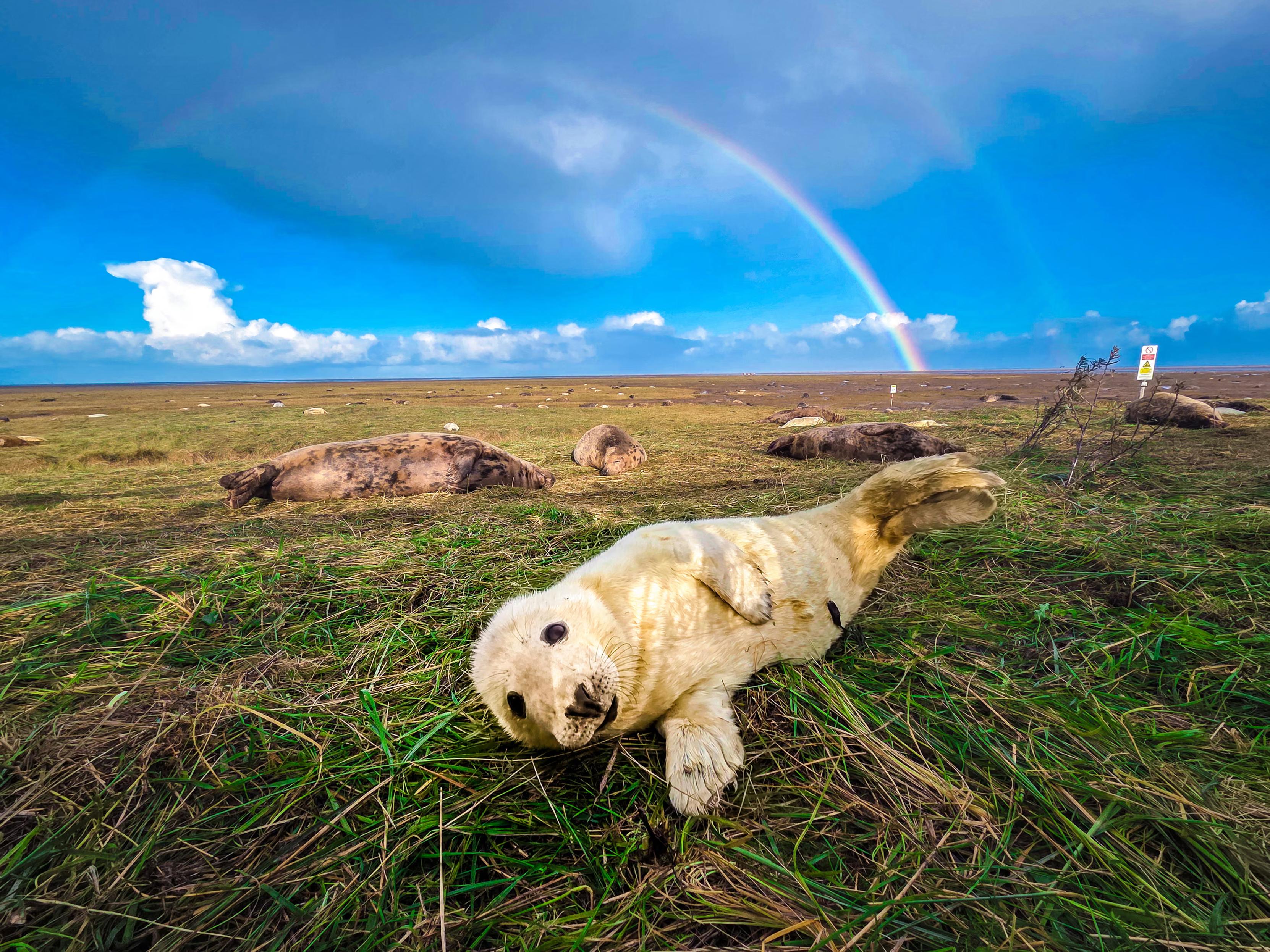 A grey seal pup with a rainbow.