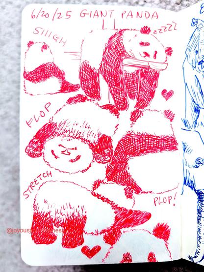 Sketchbook page of pink pen drawings of 6 Giant Pandas. At the top is the text 6/20/25 and Giant Pandas. At the top left is a drawing of a panda sitting and the word "Siiigh" written above. To the right is a panda sleeping with limbs dangling off a log and a heart. Below is a baby panda flopped on its back and the word Flop written next to it. To the right is another sititng panda from the back, with the word Plop! written below. At the bottom left is a panda with its booty in the air and stretching with its limbs forward, and the word Stretch written next to it. At the bottom right is a panda peeking and a heart.
