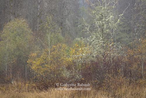 A marsh with dry yellow grass in the foreground and different types of bushes and trees in the background. Some have small yellow leaves, others have small green leaves, some bush have red branches, one tall tree is covered by lichen. There is a lot of texture from the vegetation.