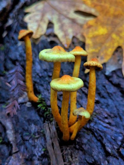 Close up of a group of 5 long stemmed mushrooms of some sort.
