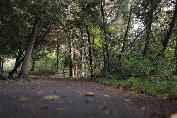 The is a landscape format photo, taken near ground level, looking along a paved accessible hiking trail. The trail passes through a forested area with a mix of coniferous and deciduous trees on both sides. Fallen leaves can be seen on the trail's surface, but they are blurred in the foreground of the photo due to the camera's aperture setting. It was a cloudy day, so no shadows can be seen in the image.  