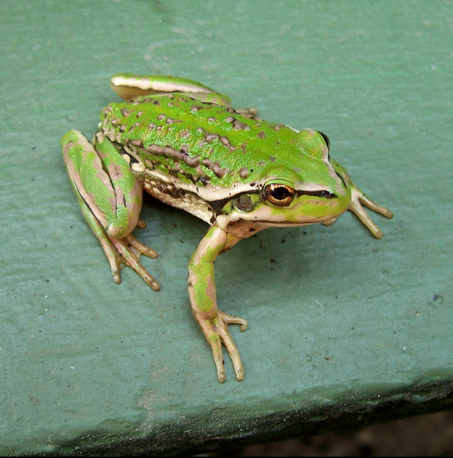 A bright, light green frog with milky-white extremities and brownish warts running down its back sits on a turquoise, manmade wooden surface.