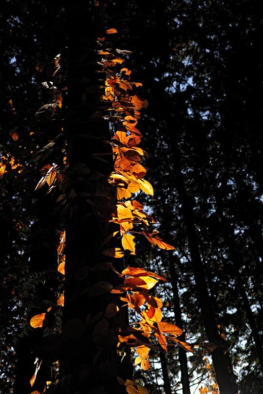 An autumn vine around a tree, maybe a cedar.