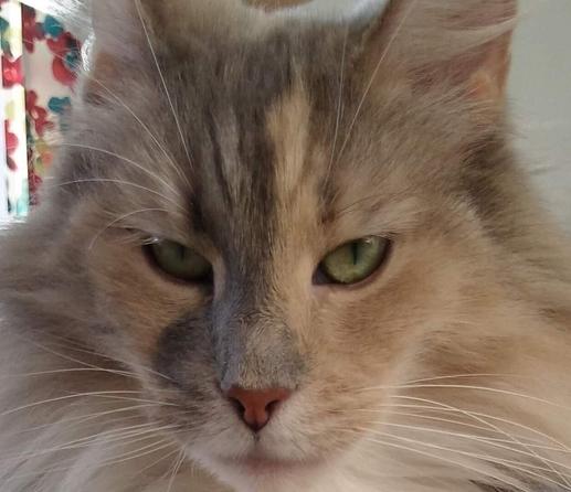 Ornella 🌈 the cat with geologist's